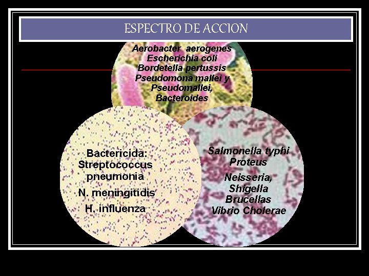 ESPECTRO DE ACCION Aerobacter aerogenes Escherichia coli Bordetella pertussis Pseudomona mallei y Pseudomallei, Bacteroides