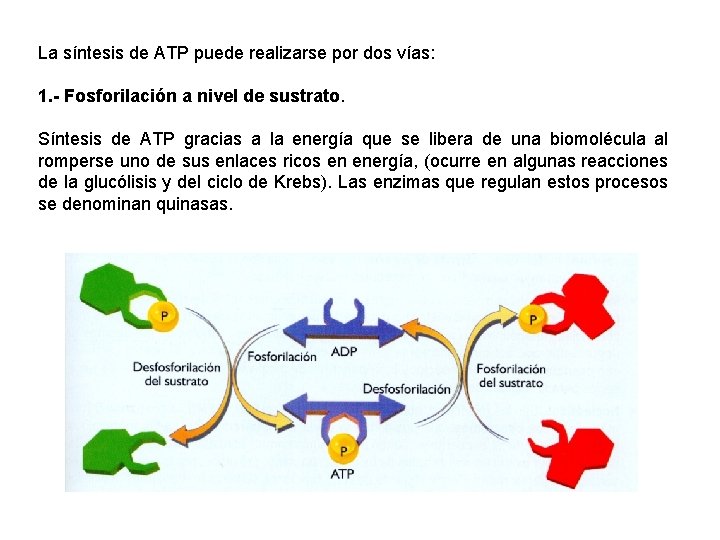 La síntesis de ATP puede realizarse por dos vías: 1. - Fosforilación a nivel