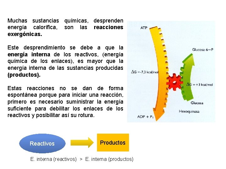 Muchas sustancias químicas, desprenden energía calorífica, son las reacciones exergónicas. Este desprendimiento se debe