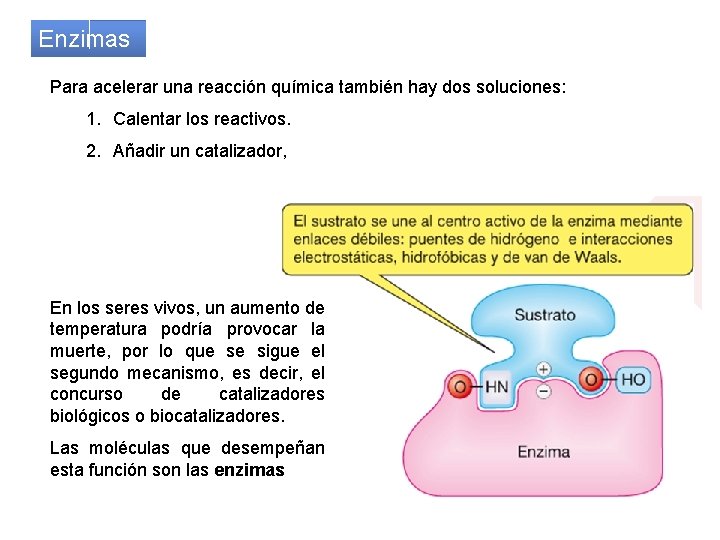 Enzimas Para acelerar una reacción química también hay dos soluciones: 1. Calentar los reactivos.