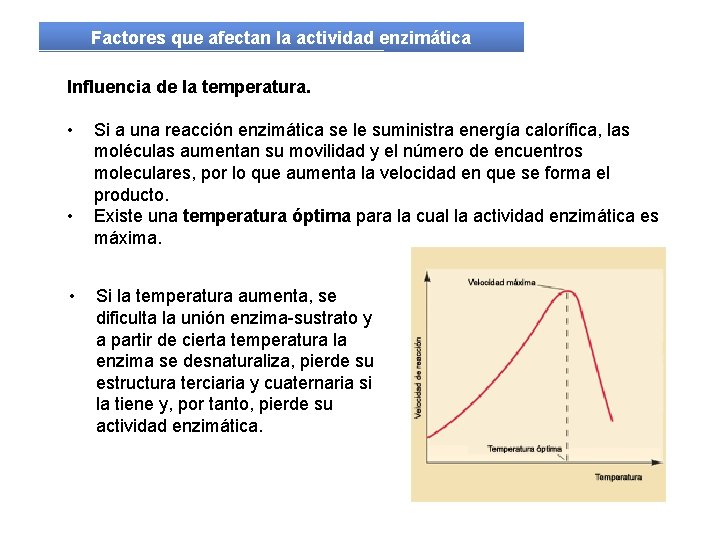 Factores que afectan la actividad enzimática Influencia de la temperatura. • • • Si