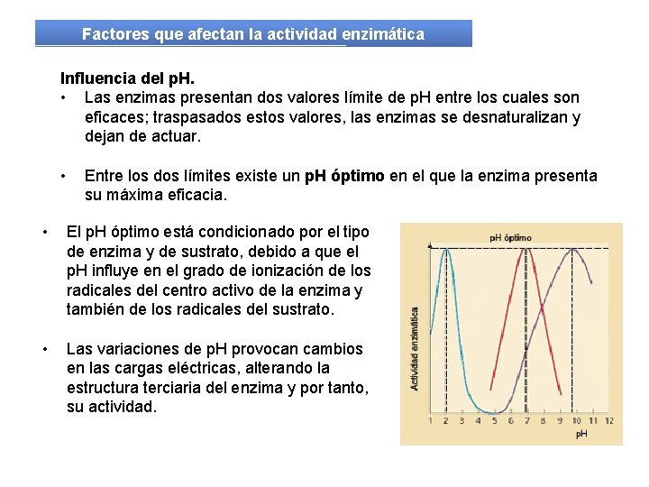 Factores que afectan la actividad enzimática Influencia del p. H. • Las enzimas presentan