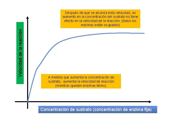 Velocidad de la reacción Después de que se alcanza esta velocidad, un aumento en