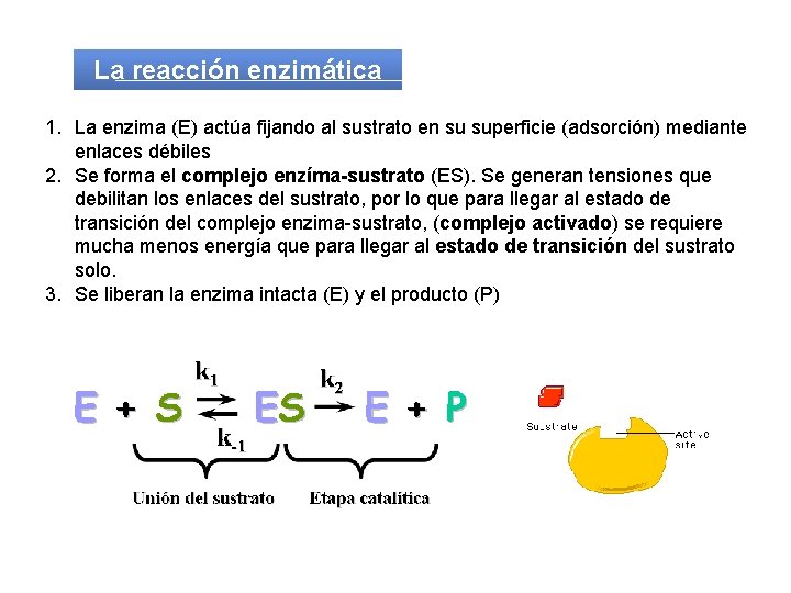 La reacción enzimática 1. La enzima (E) actúa fijando al sustrato en su superficie