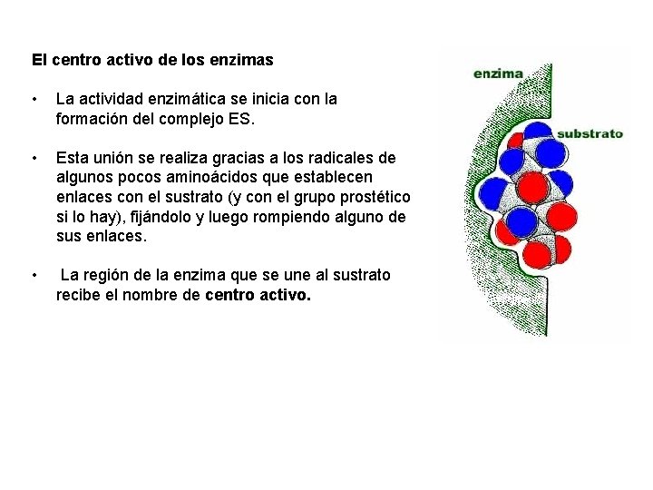 El centro activo de los enzimas • La actividad enzimática se inicia con la