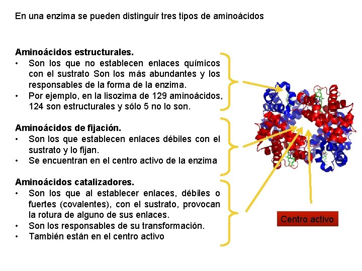 En una enzima se pueden distinguir tres tipos de aminoácidos Aminoácidos estructurales. • Son