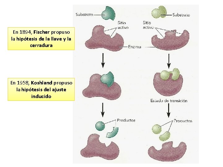 En 1894, Fischer propuso la hipótesis de la llave y la cerradura En 1958,