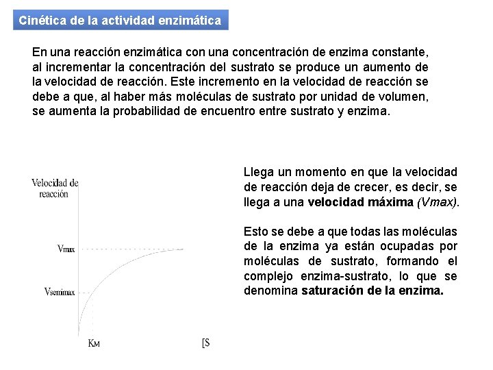 Cinética de la actividad enzimática En una reacción enzimática con una concentración de enzima