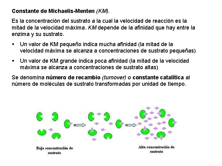 Constante de Michaelis-Menten (KM). Es la concentración del sustrato a la cual la velocidad