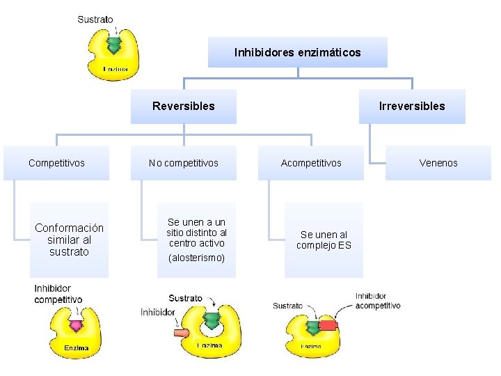 Inhibidores enzimáticos Reversibles Competitivos Conformación similar al sustrato No competitivos Se unen a un