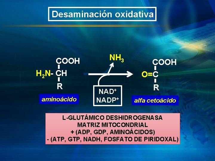 Desaminación oxidativa COOH NH 3 H 2 N- CH R aminoácido COOH O=C NAD+