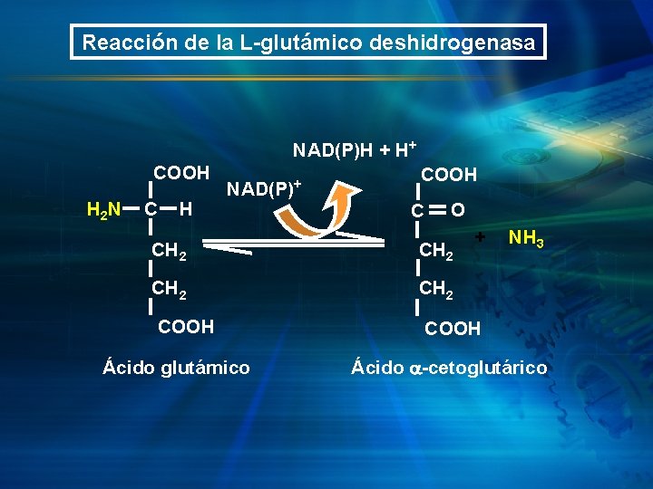 Reacción de la L-glutámico deshidrogenasa NAD(P)H + H+ COOH H 2 N C H