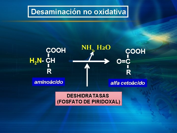 Desaminación no oxidativa COOH H 2 N- CH NH 3, H 2 O COOH