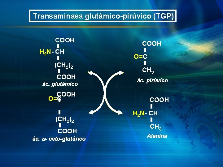Transaminasa glutámico-pirúvico (TGP) COOH H 2 N- CH (CH 2)2 COOH ác. glutámico COOH