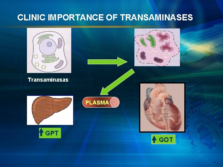 CLINIC IMPORTANCE OF TRANSAMINASES Transaminasas P L A S MA GPT GOT 