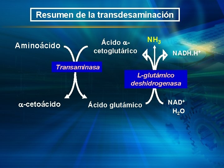 Resumen de la transdesaminación Aminoácido Ácido cetoglutárico NH 3 NADH. H+ Transaminasa L-glutámico deshidrogenasa