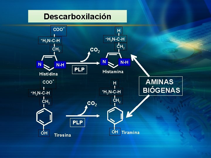 Descarboxilación COO+H H +H 3 N-C-H CH 2 N N-H Histidina CH 2 CO