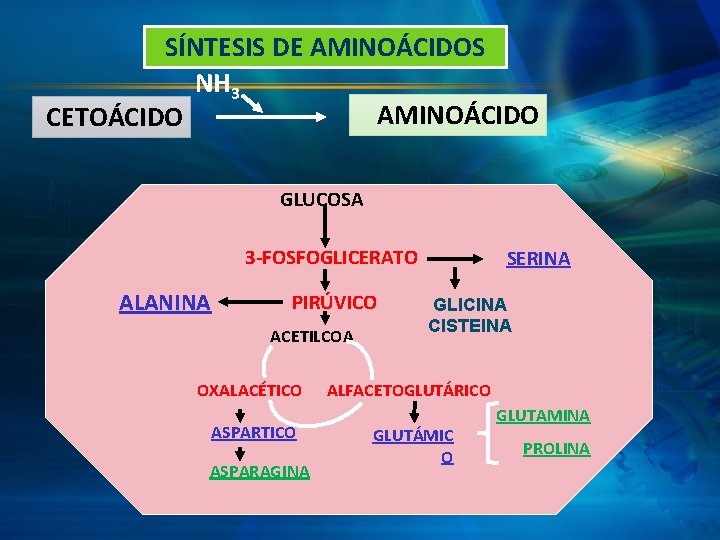 SÍNTESIS DE AMINOÁCIDOS NH 3 AMINOÁCIDO CETOÁCIDO GLUCOSA 3 -FOSFOGLICERATO ALANINA PIRÚVICO ACETILCOA OXALACÉTICO