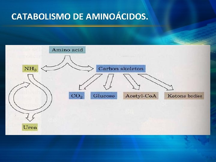 CATABOLISMO DE AMINOÁCIDOS. 