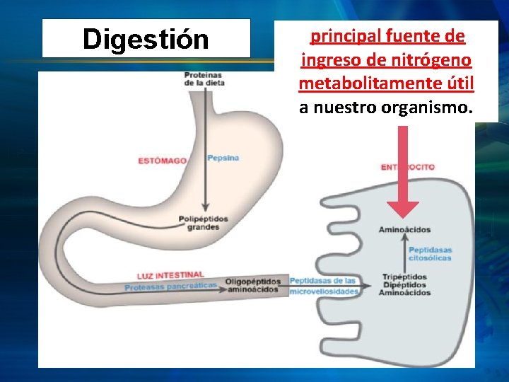 Digestión principal fuente de ingreso de nitrógeno metabolitamente útil a nuestro organismo. 