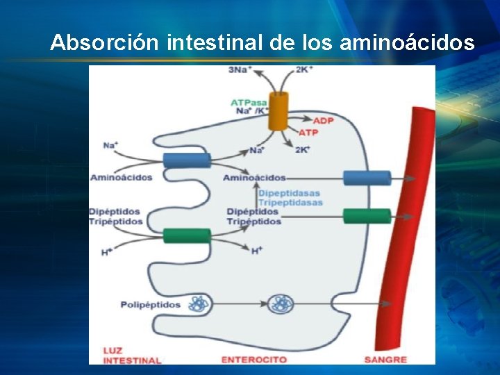 Absorción intestinal de los aminoácidos 