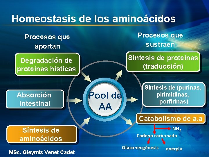 Homeostasis de los aminoácidos Procesos que sustraen Procesos que aportan Síntesis de proteínas (traducción)