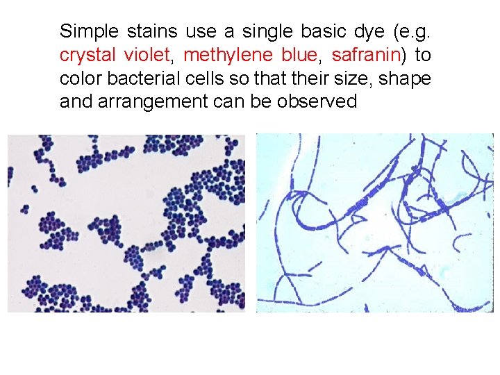 Simple stains use a single basic dye (e. g. crystal violet, methylene blue, safranin) Simple stains use a single basic dye (e. g. crystal violet, methylene blue, safranin)