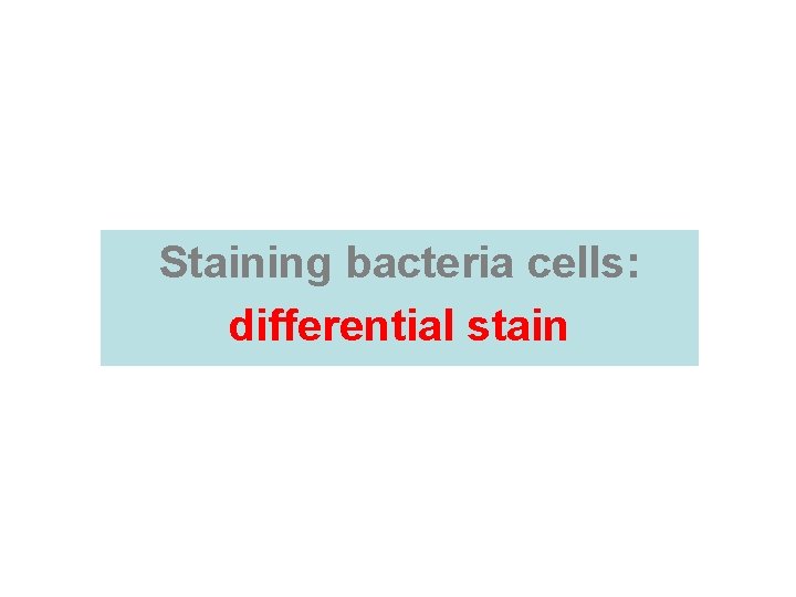 Staining bacteria cells: differential stain  Staining bacteria cells: differential stain