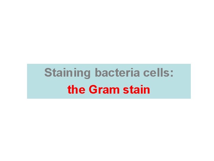 Staining bacteria cells: the Gram stain  Staining bacteria cells: the Gram stain