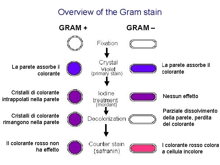 Overview of the Gram stain GRAM + La parete assorbe il colorante Cristalli di Overview of the Gram stain GRAM + La parete assorbe il colorante Cristalli di