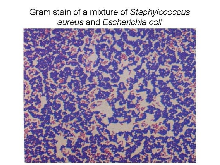 Gram stain of a mixture of Staphylococcus aureus and Escherichia coli  Gram stain of a mixture of Staphylococcus aureus and Escherichia coli