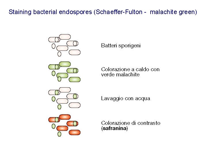 Staining bacterial endospores (Schaeffer-Fulton - malachite green)  Staining bacterial endospores (Schaeffer-Fulton - malachite green)