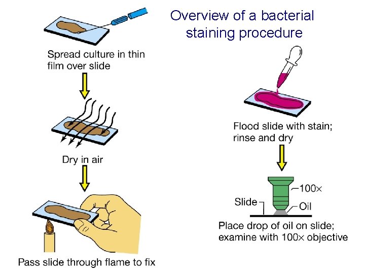 Overview of a bacterial staining procedure  Overview of a bacterial staining procedure