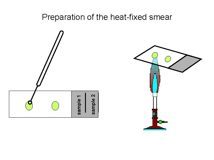 sample 2 sample 1 Preparation of the heat-fixed smear  sample 2 sample 1 Preparation of the heat-fixed smear