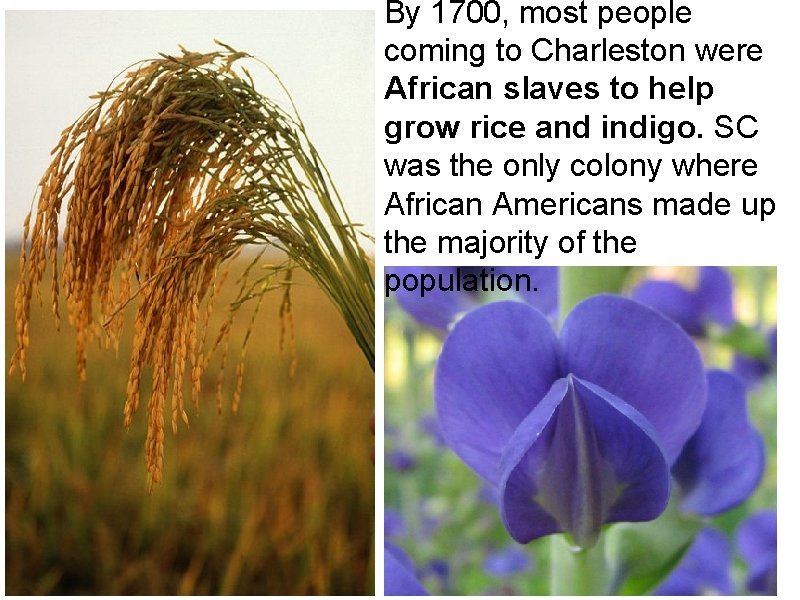 By 1700, most people coming to Charleston were African slaves to help grow rice