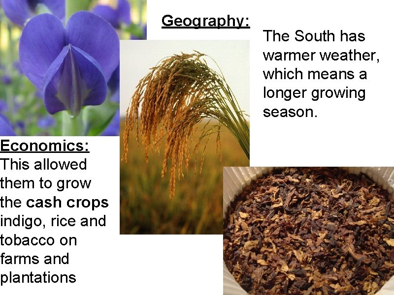 Economics: This allowed them to grow the cash crops indigo, rice and tobacco on