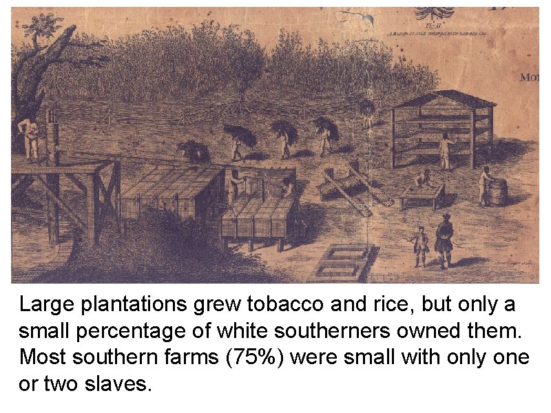 Large plantations grew tobacco and rice, but only a small percentage of white southerners