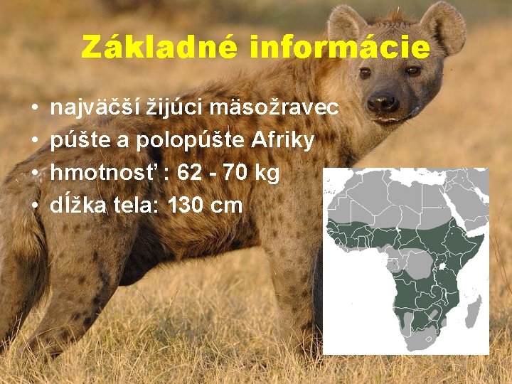 Základné informácie • • najväčší žijúci mäsožravec púšte a polopúšte Afriky hmotnosť : 62