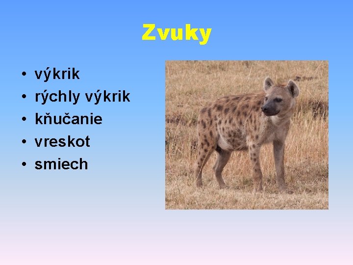 Zvuky • • • výkrik rýchly výkrik kňučanie vreskot smiech 