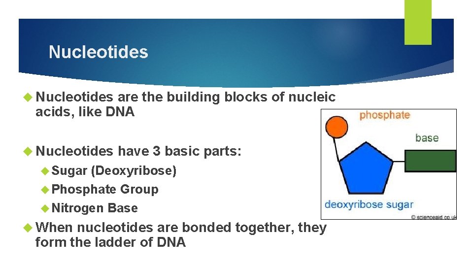 Nucleotides are the building blocks of nucleic acids, like DNA Nucleotides have 3 basic