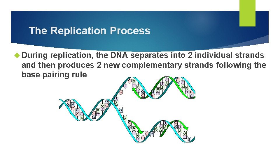The Replication Process During replication, the DNA separates into 2 individual strands and then