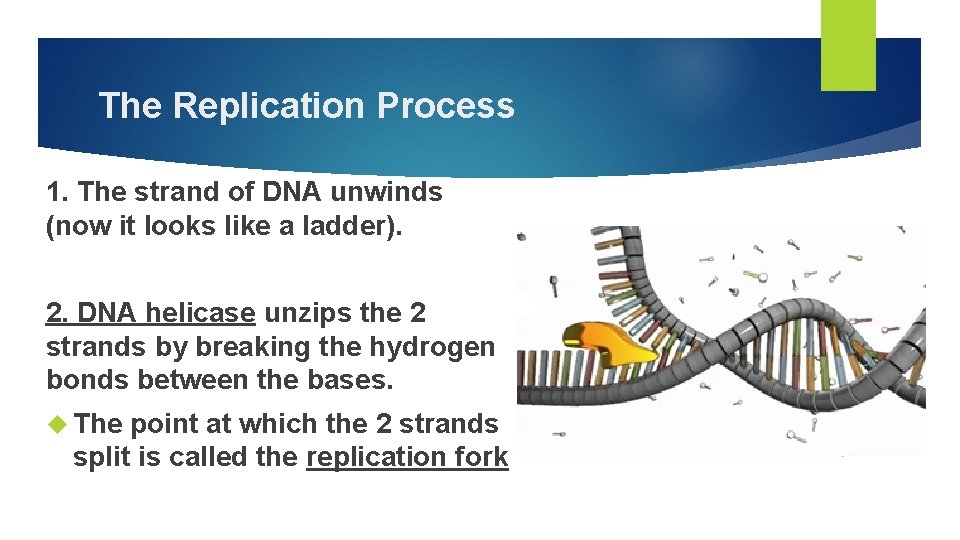 The Replication Process 1. The strand of DNA unwinds (now it looks like a