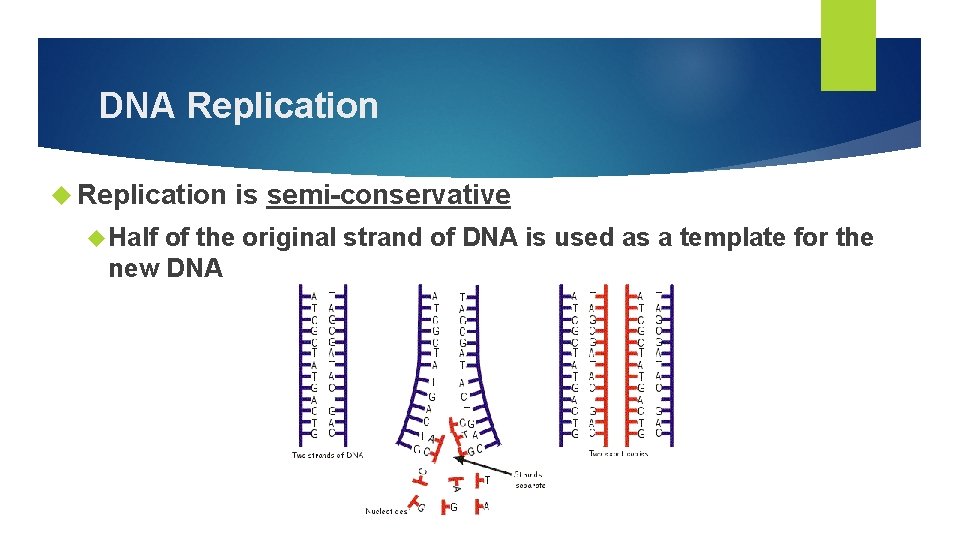 DNA Replication Half is semi-conservative of the original strand of DNA is used as
