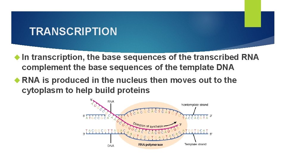 TRANSCRIPTION In transcription, the base sequences of the transcribed RNA complement the base sequences