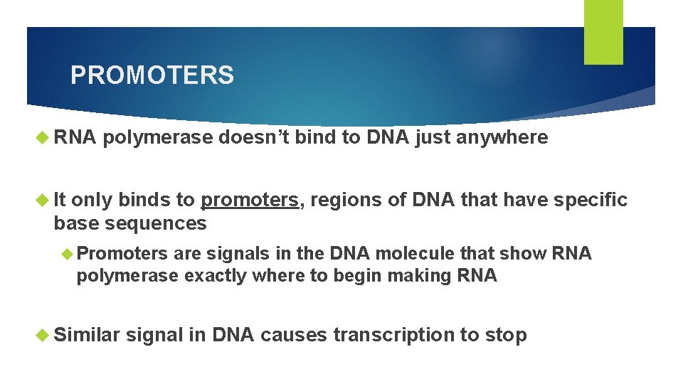 PROMOTERS RNA polymerase doesn’t bind to DNA just anywhere It only binds to promoters,