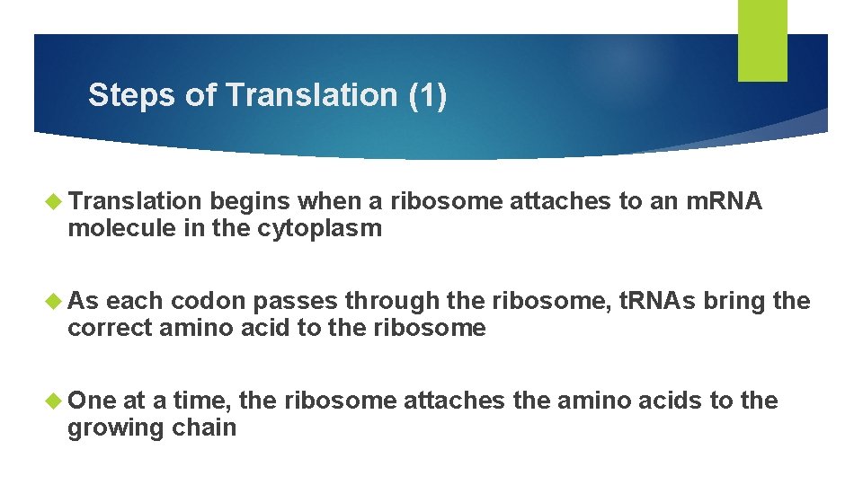 Steps of Translation (1) Translation begins when a ribosome attaches to an m. RNA