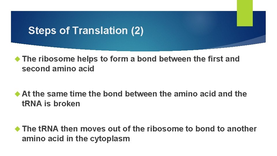 Steps of Translation (2) The ribosome helps to form a bond between the first