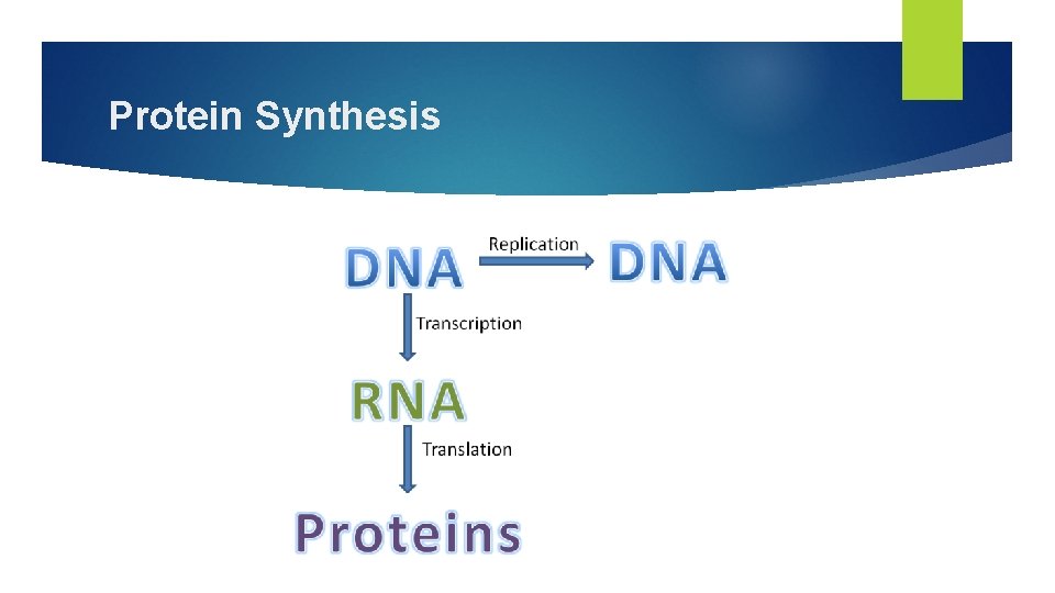 Protein Synthesis 