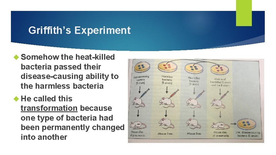 Griffith’s Experiment Somehow the heat-killed bacteria passed their disease-causing ability to the harmless bacteria