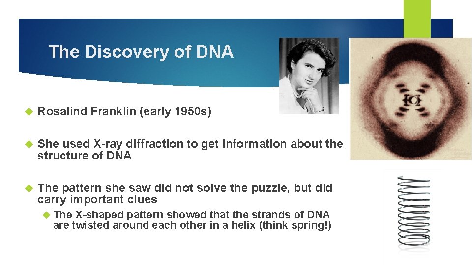 The Discovery of DNA Rosalind Franklin (early 1950 s) She used X-ray diffraction to